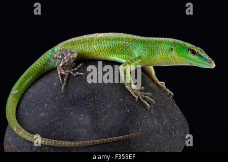 Smaragd Skink (Lamprophis Smaragdina) Stockfoto