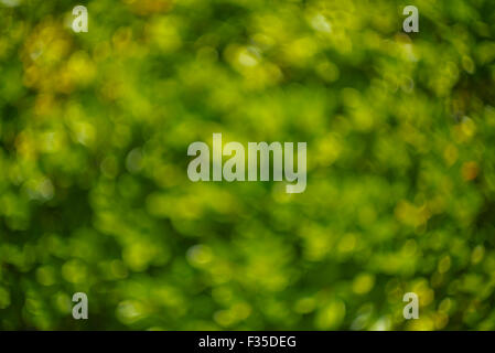 Abstrakte Bokey grüne Kreise Stockfoto