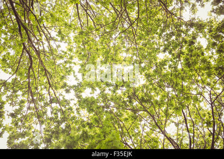 Niedrigen Winkel Aussicht auf Bäumen Stockfoto