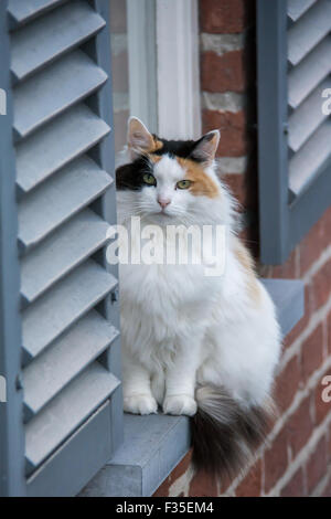 Drei farbige Katze sitzt im Fenster Stockfoto