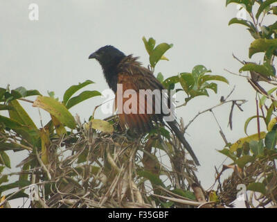 Bintan, Riau-Inseln, Indonesien. 30. Sep, 2015. BINTAN, Indonesien - 30 SEPTEMBER: Der größere erholsam oder Krähe Fasan (Centropus Sinensis) thront auf Zweige mit grauen Atmosphäre aufgrund der dicker Nebel am 30. September 2015 in Bintan, Riau Inseln Provinz, Indonesien. Crow Fasan ist eine große nicht-parasitäre Mitglied der Kuckuck Ordnung der Vögel, die Cuculiformes. Weit verbreitet in Asien, von Indien, Ost-Süd-China, Nepal und Indonesien wohnhaft, gliedert sich in mehrere Unterarten, wobei einige als volle Arten behandelt. © Sijori Bilder/ZUMA Draht/Alamy Live-Nachrichten Stockfoto