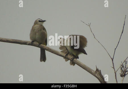 Bintan, Riau-Inseln, Indonesien. 30. Sep, 2015. BINTAN, Indonesien - 30 SEPTEMBER: Das gelb ventilierte Bulbul (Pycnonotus Goiavier) thront auf Zweige mit grauen Atmosphäre aufgrund der dicker Nebel am 30. September 2015 in Bintan, Riau Inseln Provinz, Indonesien. Gelb-entlüftet Bulbul baut eine gut getarnte, aber zerbrechlich, lose, tief, schalenförmiges Nest aus Rasen, Blätter, Wurzeln, Rebe Stämme und Zweige. © Sijori Bilder/ZUMA Draht/Alamy Live-Nachrichten Stockfoto