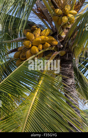 Die Kokospalme oder Cocos Nucifera ist ein Baum der Palmenart und eines der wichtigsten Kulturpflanzen in den Tropen. Stockfoto
