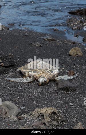 Grüne Meeresschildkröten in der ganzen Welt, einschließlich Hawaii gefunden werden, sind sie meist in tropischen Gewässern gefunden. Stockfoto