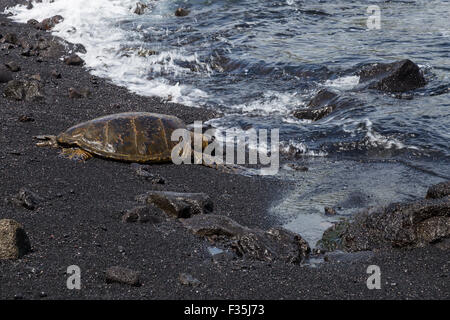 Grüne Meeresschildkröten in der ganzen Welt, einschließlich Hawaii gefunden werden, sind sie meist in tropischen Gewässern gefunden. Stockfoto