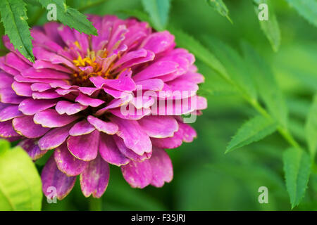 Hell lila Garten Zinnien auf abstrakten Hintergrund Stockfoto