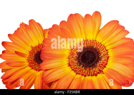 Close-up zwei orangefarbenen Gerbera auf weißem Hintergrund Stockfoto