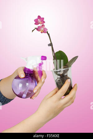 Frau Hand Spray rosa Orchidee auf einem rosa Hintergrund Stockfoto