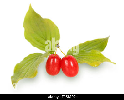 Cornel Berry (Hartriegel) mit verlässt isolierten auf weißen Hintergrund Stockfoto