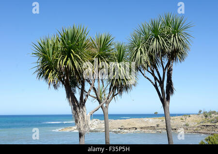 Betelpalmen neben Meer, Glendu, Wairarapa, Nordinsel, Neuseeland Stockfoto