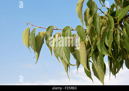 Blätter und Früchte der Europäischen Brennnessel Baum (Celtis Australis). Es ist ein Laubbaum native der Mittelmeer-Region Stockfoto