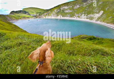 Hund mit Blick auf Strand, an einem windigen Tag Stockfoto
