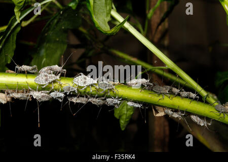 Blattläuse auf kalten Pflanze. Stockfoto