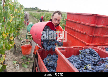 Weinlese in Montepulciano, Toskana Stockfoto