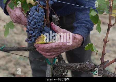 Weinlese in Montepulciano, Toskana, Italien Stockfoto