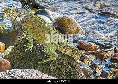 Leguan ruht auf den Felsen Martinique West Indies Stockfoto