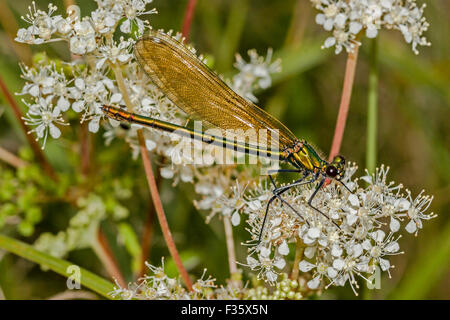 Gebänderten Prachtlibelle - weibliche (Calopteryx Splendens) UK Stockfoto