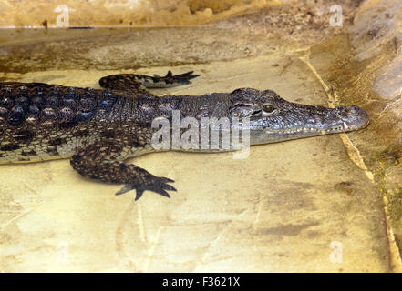 Das kubanische Krokodil Wingham Wildlife Park Stockfoto