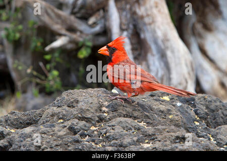 Nördlichen Kardinal (Cardinalis Cardinalis) männlichen thront auf einem Felsen am Makena Landing Park, Maui, Hawaii im Juli Stockfoto