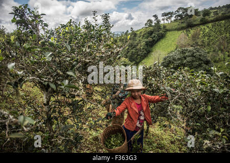 Teepflückerinnen bei der Arbeit in den Bergen außerhalb Kalaw in Shan State in Myanmar. Stockfoto