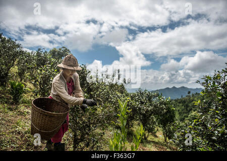 Teepflückerinnen bei der Arbeit in den Bergen außerhalb Kalaw in Shan State in Myanmar. Stockfoto