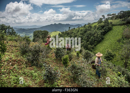 Teepflückerinnen bei der Arbeit in den Bergen außerhalb Kalaw in Shan State in Myanmar. Stockfoto