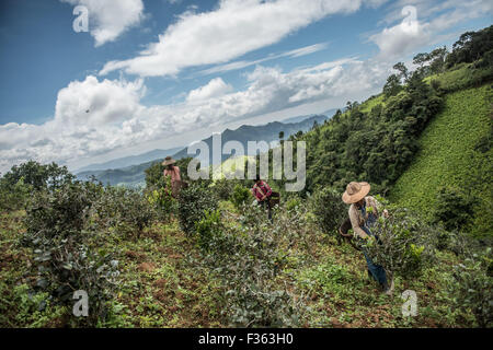 Teepflückerinnen bei der Arbeit in den Bergen außerhalb Kalaw in Shan State in Myanmar. Stockfoto