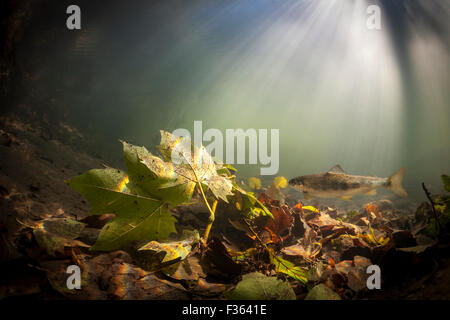 Eine wilde Bachforelle (Salmo Trutta Fario) Schwimmen im Fluss Nivelle (Frankreich). Stockfoto