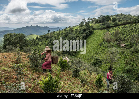 Teepflückerinnen bei der Arbeit in den Bergen außerhalb Kalaw in Shan State in Myanmar. Stockfoto