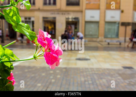 Schöne rosa Nelke Blume Stockfoto