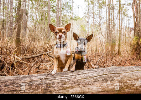 Zwei süße kleine Hunde in den Wäldern beobachten Stockfoto