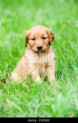 Golden Retriever Welpe, vier Wochen alt, Duncan, British Columbia, Kanada Stockfoto