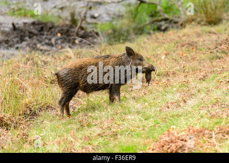 Wildschweine im Wald von Dean, UK Stockfoto