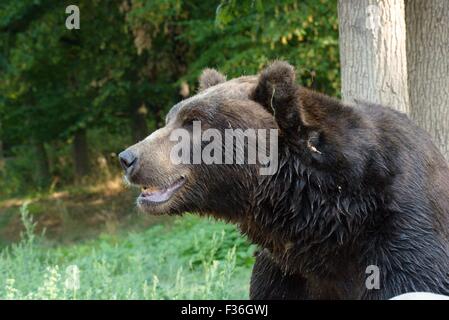 Kamtschatka Braunbär - Ursus Arctos beringianus Stockfoto