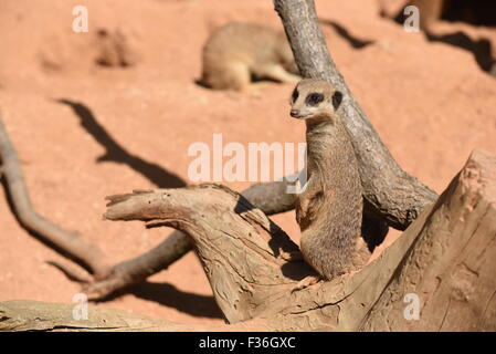 Erdmännchen (Suricata Suricatta) Stockfoto