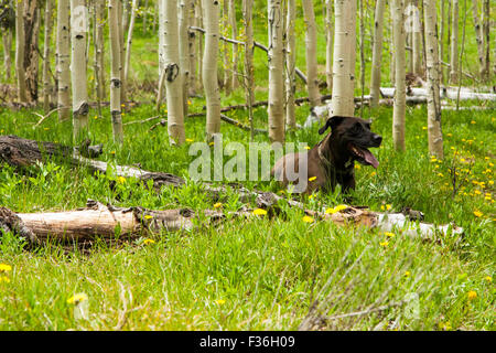 Mein Hund Titus eine Rast unter die Espe Bäume auf unserer Wanderung zum Seerosenteich. Stockfoto