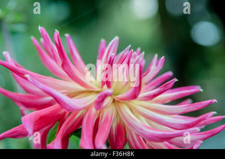 Rosa Blume in voller Blüte mit grünem Hintergrund Stockfoto