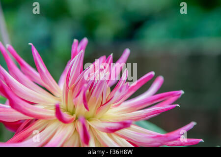 Rosa Blume in voller Blüte mit grünem Hintergrund Stockfoto
