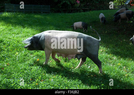 Sattelschwein, Deutsche, Nutztierrasse Stockfoto