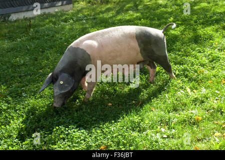 Sattelschwein, Deutsche, Nutztierrasse Stockfoto