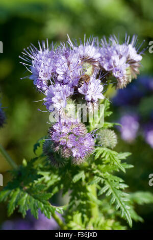 Phacelia Blume, Phacelia tanacetifolia Stockfoto