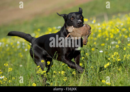 schwarzer Labrador Retriever mit Spiel (Rebhuhn) Stockfoto