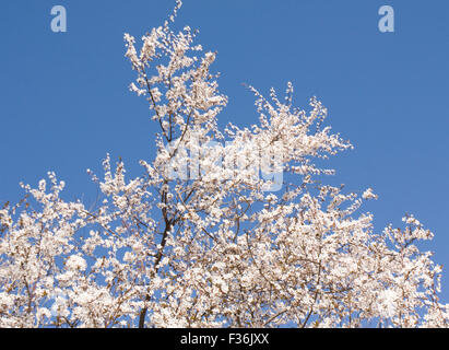 Zweige der Kirschbaum in voller Blüte mit weißen Blumen auf blauem Himmel. Stockfoto