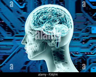 Anschauliche Darstellung der Anatomie des weiblichen Gehirns. Stockfoto