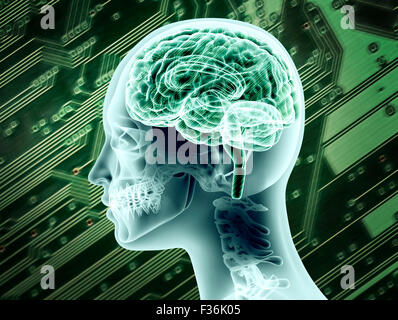 Anschauliche Darstellung der Anatomie des weiblichen Gehirns. Stockfoto