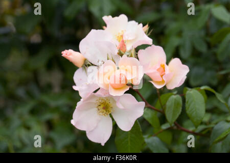 Rosa 'Sally Holmes'. Cremige Strauchrose weiße. Stockfoto