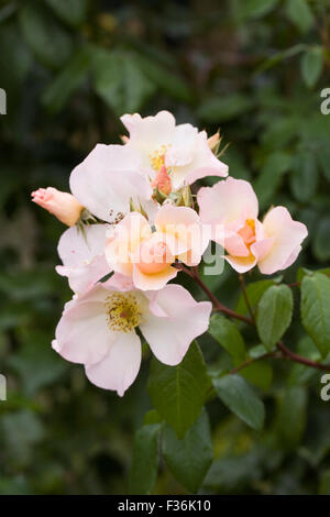 Rosa 'Sally Holmes'. Cremige Strauchrose weiße. Stockfoto