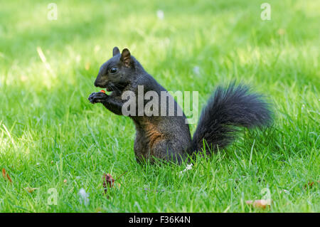 Schwarzen Eichhörnchen - eine melanistische Farbvariante des grauen Eichhörnchens, Hitchin England Vereinigtes Königreich UK Stockfoto