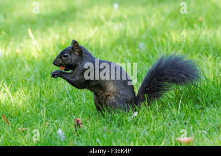 Schwarzen Eichhörnchen - eine melanistische Farbvariante des grauen Eichhörnchens, Hitchin England Vereinigtes Königreich UK Stockfoto