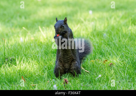 Schwarzen Eichhörnchen - eine melanistische Farbvariante des grauen Eichhörnchens, Hitchin England Vereinigtes Königreich UK Stockfoto